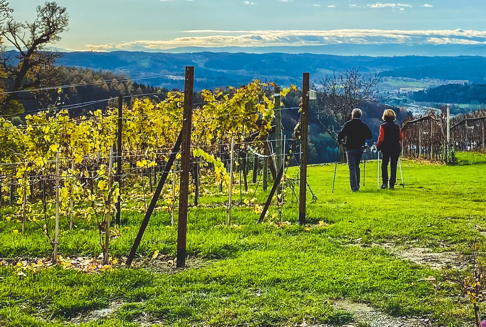 Wandern in den Weinbergen